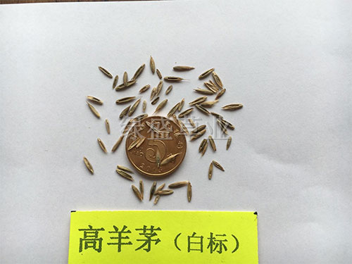 高羊茅（白標(biāo))